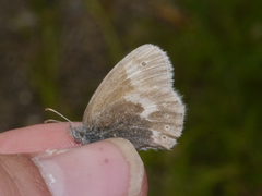 Coenonympha tullia