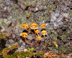 Xeromphalina leonina