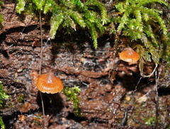 Kuehneromyces brunneoalbescens