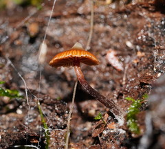 Kuehneromyces brunneoalbescens
