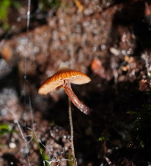 Kuehneromyces brunneoalbescens