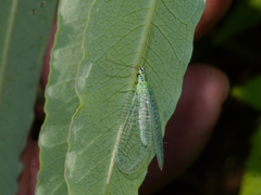 Chrysopa chi