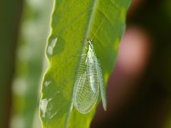 Chrysopa chi
