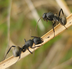 Camponotus sericeus