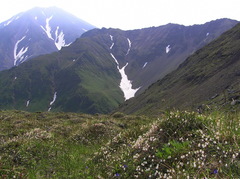 Cassiope lycopodioides