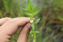 Gratiola bogotensis