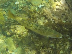 Halichoeres semicinctus