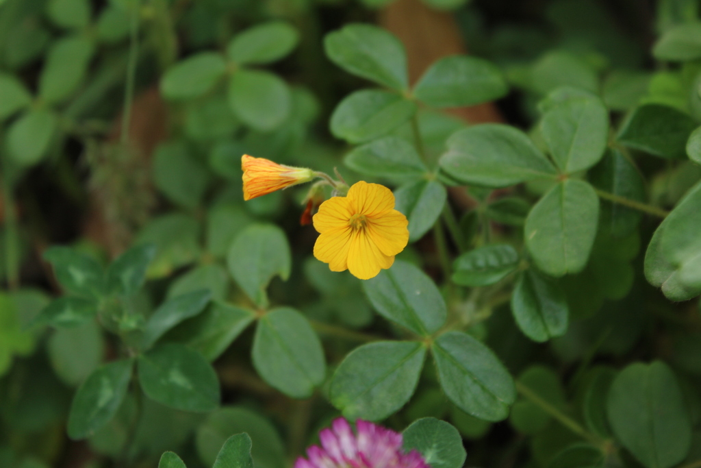 Oxalis fendleri (Oxalis fendleri)