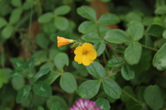 Oxalis fendleri, photograph (c) Andrés Ramírez-Barrera, some rights reserved (CC BY)