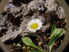 Erigeron humilis