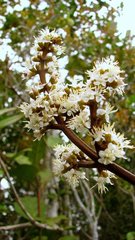 Miconia amoena