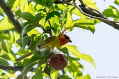 Piranga erythrocephala