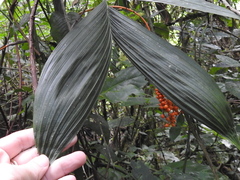 Chamaedorea pinnatifrons
