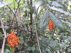 Chamaedorea pinnatifrons
