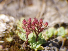 Hylotelephium cyaneum