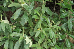 Linochilus tenuifolius