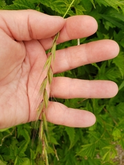 Elymus hirsutus