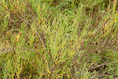 Arthroceras subterminale