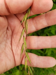 Elymus hirsutus