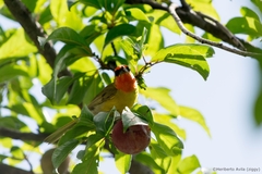 Piranga erythrocephala