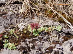 Hylotelephium cyaneum