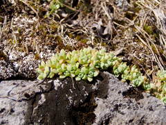 Hylotelephium cyaneum