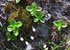 Veronica grandiflora