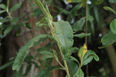 Linochilus tenuifolius