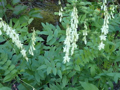 Hedysarum sulphurescens