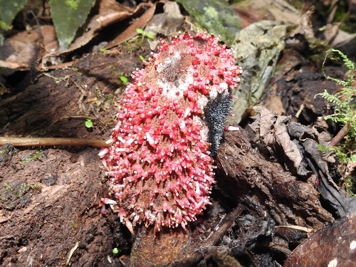 Corynaea crassa (Corynaea crassa)