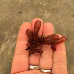 Botryocladia pseudodichotoma