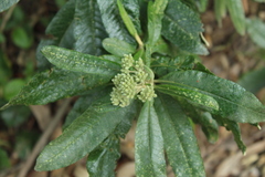 Linochilus tenuifolius