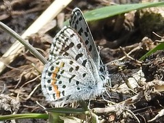 Euphilotes battoides