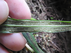 Polytaenium