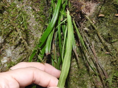 Polytaenium