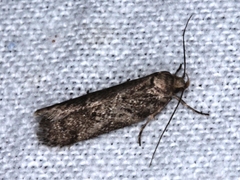 Philobota orescoa