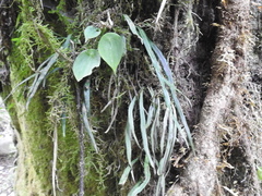 Polytaenium