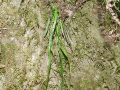 Polytaenium