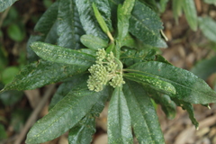 Linochilus tenuifolius