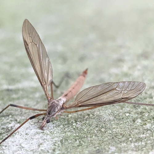 European Crane Fly photo 6