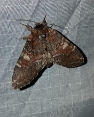 Peridea ferruginea