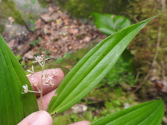Maianthemum scilloideum