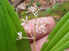 Maianthemum scilloideum