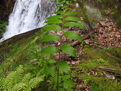 Maianthemum scilloideum