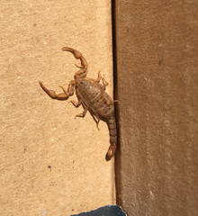 Serradigitus gertschi