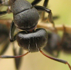 Camponotus sericeus