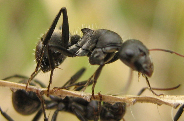Orthonotomyrmex