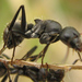 Orthonotomyrmex - Photo no hay derechos reservados, subido por Botswanabugs