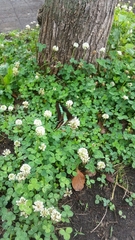 Graphium sarpedon nipponum