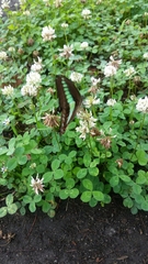 Graphium sarpedon nipponum